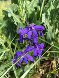 Attēlu rezultāti vaicājumam “Consolida regalis bud”