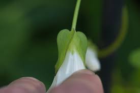 Attēlu rezultāti vaicājumam “Calystegia sepium fruit”