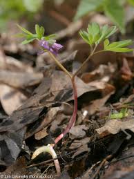 Attēlu rezultāti vaicājumam “Corydalis intermedia fruit”