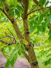 Attēlu rezultāti vaicājumam “Phellodendron amurense”