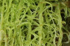 Attēlu rezultāti vaicājumam “Sphagnum cuspidatum”