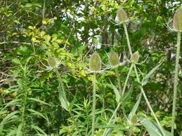 Image result for Dipsacus silvestris