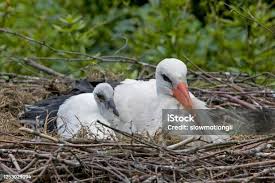 Attēlu rezultāti vaicājumam “Ciconia ciconia adult”