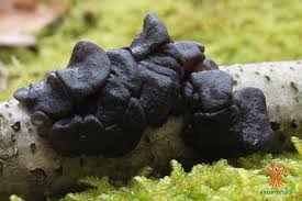 Attēlu rezultāti vaicājumam “Exidia truncata”