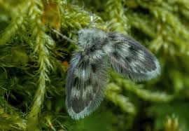 Attēlu rezultāti vaicājumam “Psychodidae”