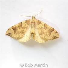 Attēlu rezultāti vaicājumam “Eulithis mellinata”