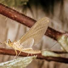 Attēlu rezultāti vaicājumam “Heptagenia sulphurea female”