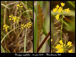 Attēlu rezultāti vaicājumam “Rorippa amphibia”