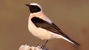 Attēlu rezultāti vaicājumam “Oenanthe oenanthe”