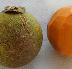 Attēlu rezultāti vaicājumam “Carex acuta fruit”