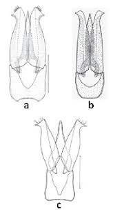 Attēlu rezultāti vaicājumam “Athous sp.”