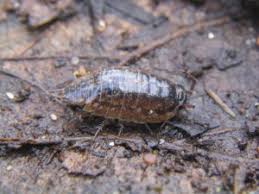 Attēlu rezultāti vaicājumam “Ligidium hypnorum”