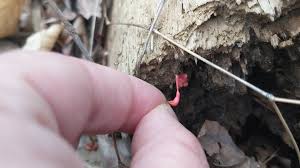 Attēlu rezultāti vaicājumam “Lycogala exiguum aggr. young”