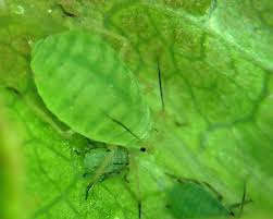 Attēlu rezultāti vaicājumam “Rhopalosiphum oxyacanthae”