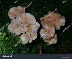 Attēlu rezultāti vaicājumam “Collybia acervata”