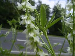 Attēlu rezultāti vaicājumam “Melilotus albus leaf”