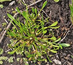 Attēlu rezultāti vaicājumam “Limosella aquatica”