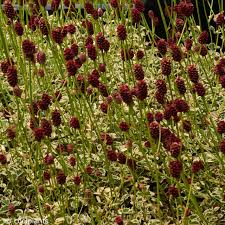 Image result for Sanguisorba minor