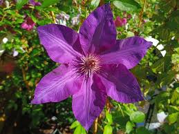 Attēlu rezultāti vaicājumam “Clematis flower”