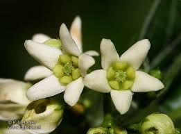 Attēlu rezultāti vaicājumam “Vincetoxicum hirundinaria”