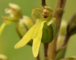 Attēlu rezultāti vaicājumam “Listera ovata flower”