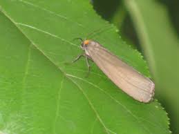 Attēlu rezultāti vaicājumam “Atolmis rubricollis”