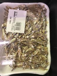 Attēlu rezultāti vaicājumam “Charales”