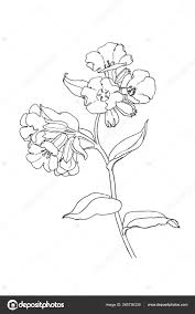 Attēlu rezultāti vaicājumam “Pulmonaria obscura flower”