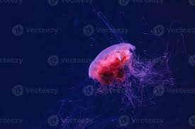 Image result for Cyanea capillata