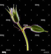 Attēlu rezultāti vaicājumam “Geranium pratense bud”
