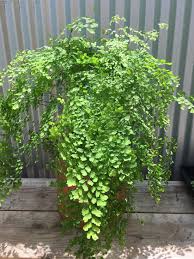 Attēlu rezultāti vaicājumam “Diderma radiatum”