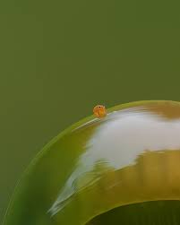 Attēlu rezultāti vaicājumam “Lycogala conicum spores”