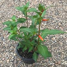 Image result for Cuphea ignea