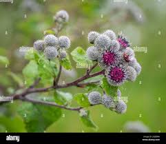 Attēlu rezultāti vaicājumam “Arctium tomentosum flower”
