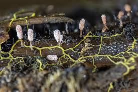 Attēlu rezultāti vaicājumam “Fuligo septica var. rosea plasmodium”