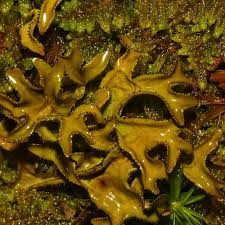 Attēlu rezultāti vaicājumam “Isopaches bicrenatus”