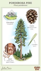 Attēlu rezultāti vaicājumam “Pinus ponderosa”