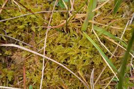 Attēlu rezultāti vaicājumam “Sphagnum papillosum”