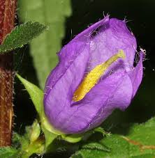 Attēlu rezultāti vaicājumam “Campanula trachelium bud”