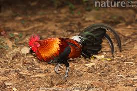 Attēlu rezultāti vaicājumam “Gallus male”