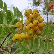 Attēlu rezultāti vaicājumam “Sorbus aucuparia fruit”