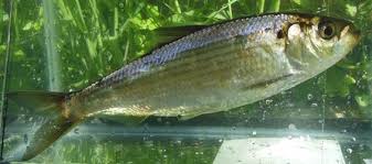 Image result for Alosa aestivalis