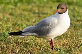 Attēlu rezultāti vaicājumam “Larus ridibundus”