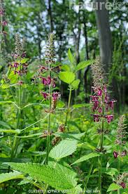 Attēlu rezultāti vaicājumam “Stachys sylvatica”