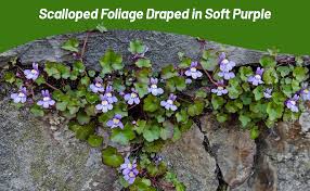 Attēlu rezultāti vaicājumam “Cymbalaria muralis”