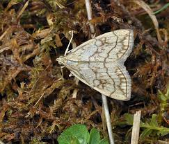 Attēlu rezultāti vaicājumam “Evergestis pallidata”