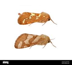 Attēlu rezultāti vaicājumam “Phymatopus hecta”