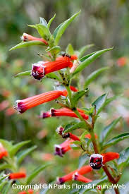 Image result for Cuphea ignea