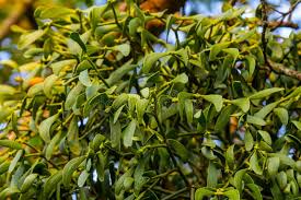Attēlu rezultāti vaicājumam “Santalaceae”