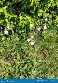 Attēlu rezultāti vaicājumam “Silene latifolia subsp. alba flower”
